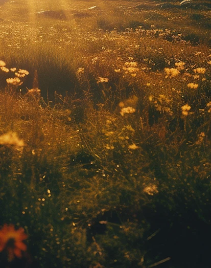 Окружающая природа